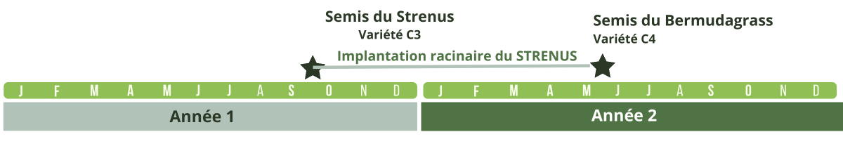 Calendrier de semis du stremuda dès l'automne